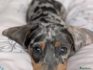 Dachshund dogs Our baby boy needing a new home - Advert 11