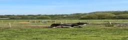 Irish Cob horses for sale: Show potential flashy blue Blagdon gelding  - Advert 5