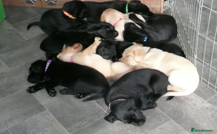 Labrador Retriever dogs - Advert 6