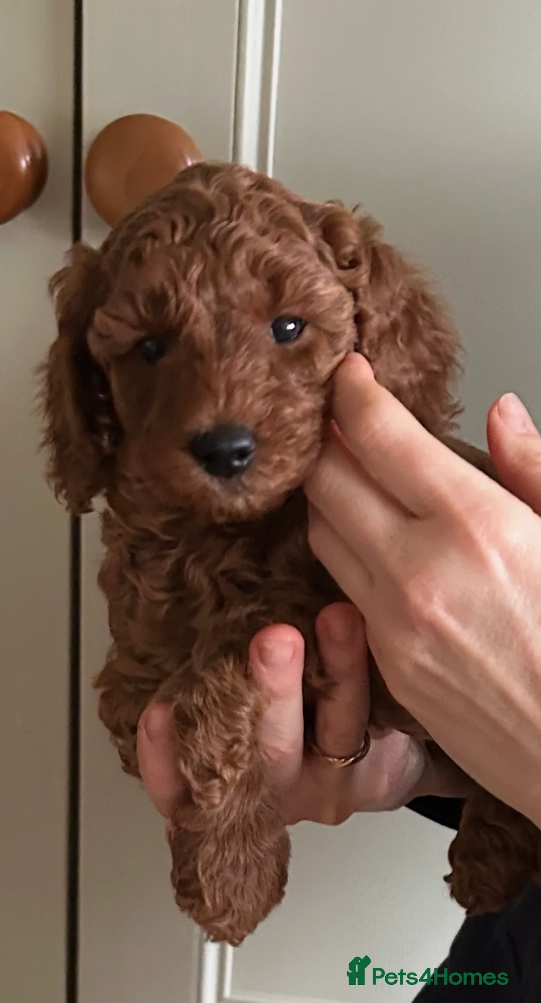 Miniature Poodle dogs for sale: Beautiful KC Female Miniature Poodles Pups - Advert 2