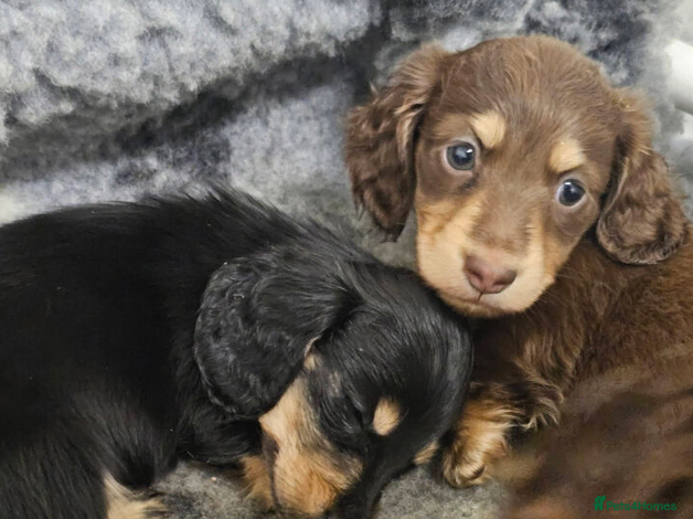 Miniature Dachshund dogs Gorgeous  Long-haired Miniature Dachshund Puppies  - Advert 1