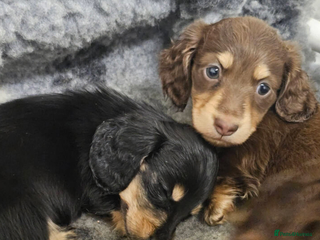 Miniature Dachshund dogs Gorgeous Long-haired Miniature Dachshund Puppies - Advert 3