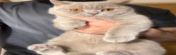British Shorthair cats for sale: 2 British Blue Girls Looking for Forever homes in Glasgow - Advert 12