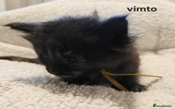 Maine Coon cats for sale: Maine Coon Kittens Tortie/Torbie Russian lines - Image 26