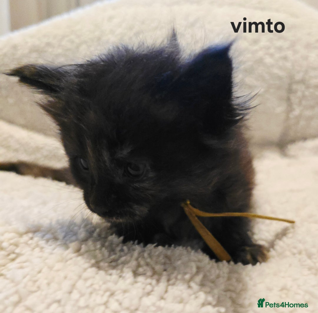 Maine Coon cats for sale: Maine Coon Kittens Tortie/Torbie Russian lines - Image 26