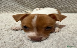 Jack Russell dogs for sale: Jack Russell puppies (JUST 1 LEFT) (LUNA) - Image 8