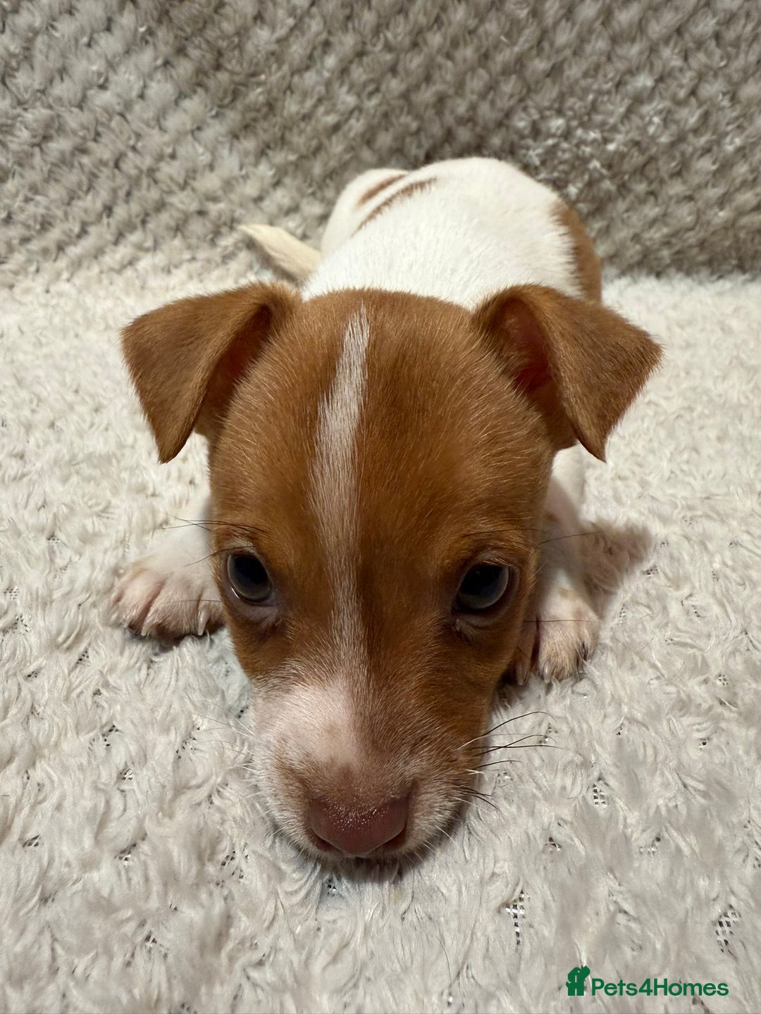 Jack Russell dogs for sale: Jack Russell puppies (JUST 1 LEFT) (LUNA) - Image 8