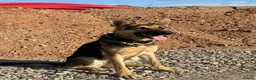 German Shepherd dogs for sale: KC Registered Young Female GSD – Trained - Advert 6