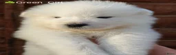 Samoyed dogs for sale: Exceptional pedigree puppies. - Advert 7