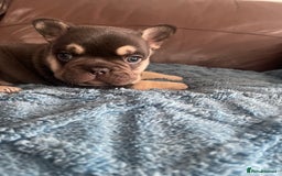 French Bulldog dogs for sale: French Bulldog puppies. 3 x boys 1 x girl - Image 7