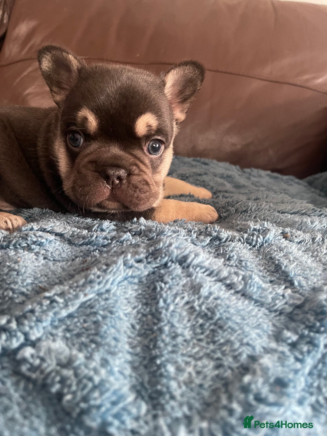 French Bulldog dogs for sale: French Bulldog puppies. 3 x boys 1 x girl - Image 7