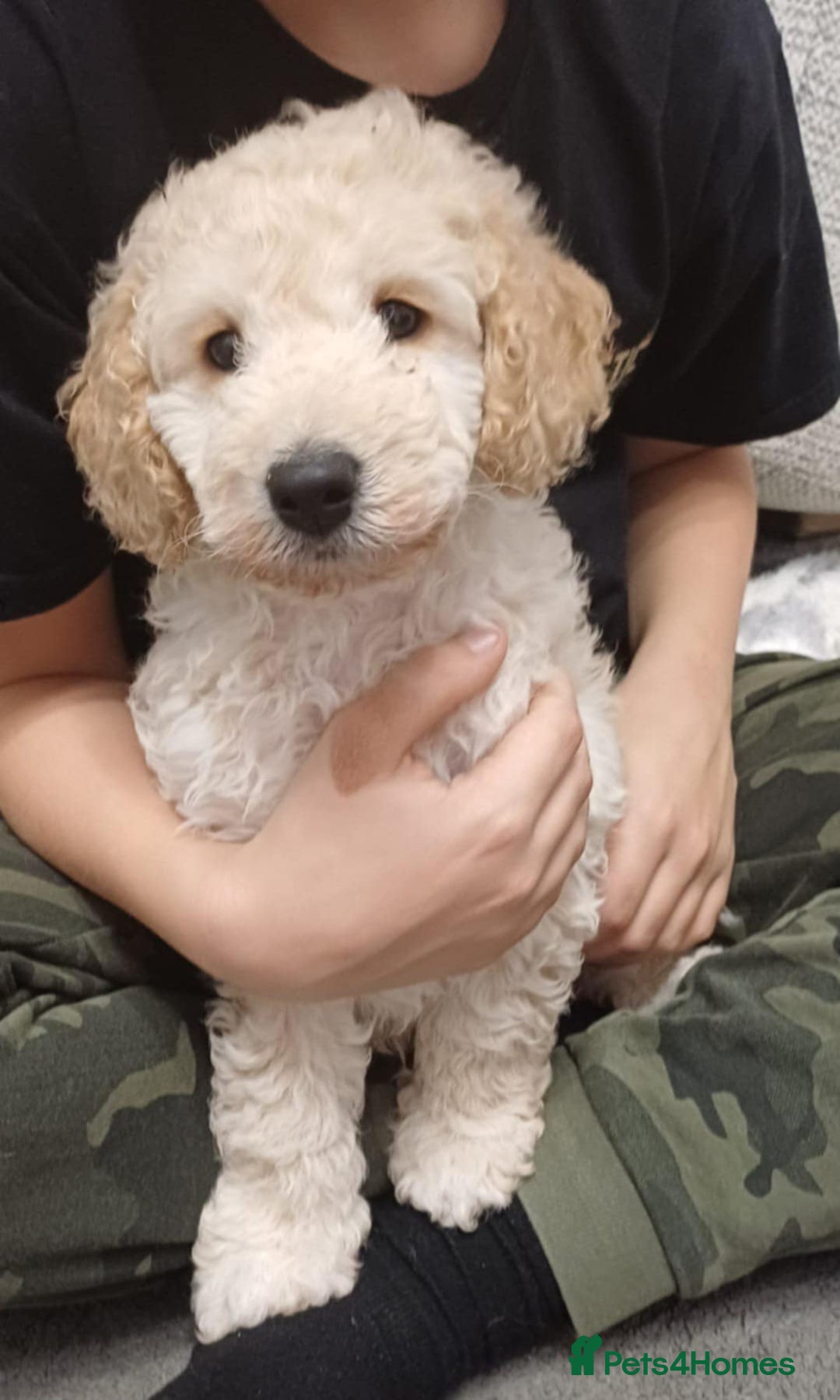 Cockapoo dogs for sale: Beautiful Little Cockapoo Boy  - Image 7