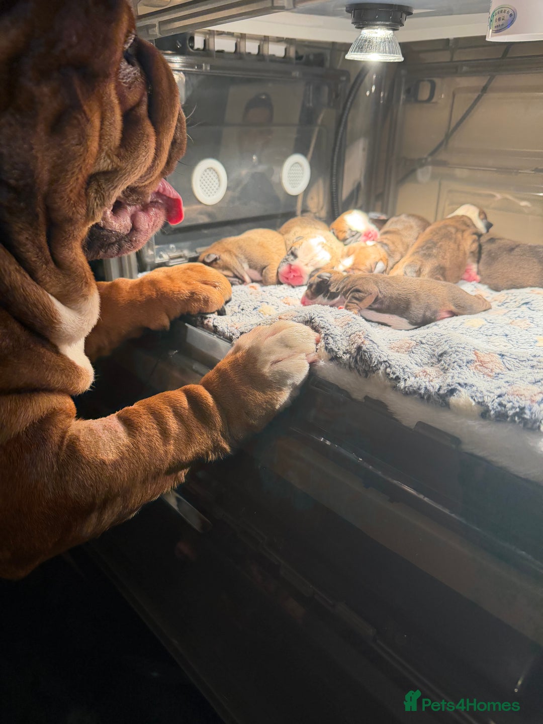 English Bulldog dogs for sale: 🌸❤️ TOP BLOOD LINE ENGLISH BULLDOGS RED AND WHITE - Advert 4