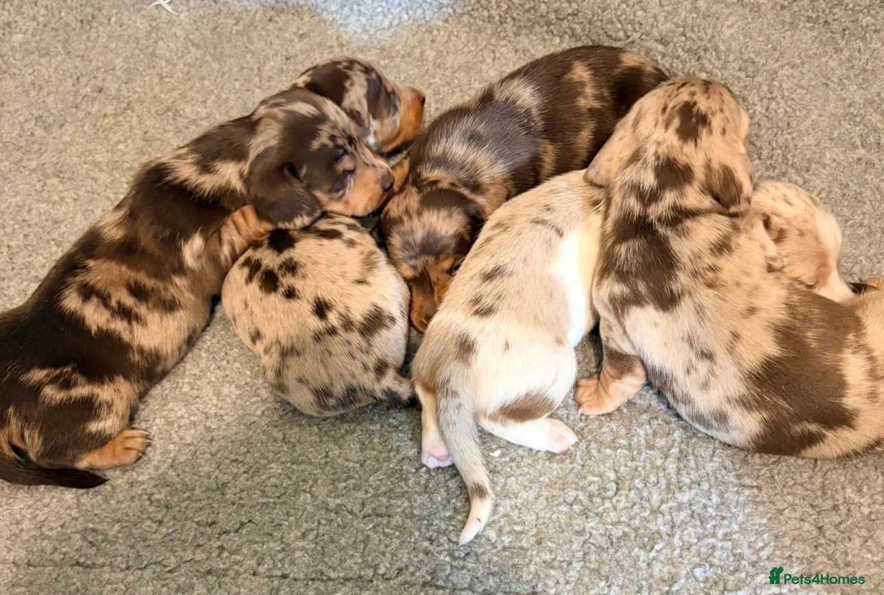 Miniature Dachshund dogs Outstanding miniature dapple dachshund puppies - Advert 1
