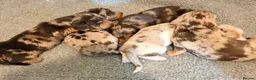 Miniature Dachshund dogs for sale: Outstanding miniature dapple dachshund puppies - Advert 1