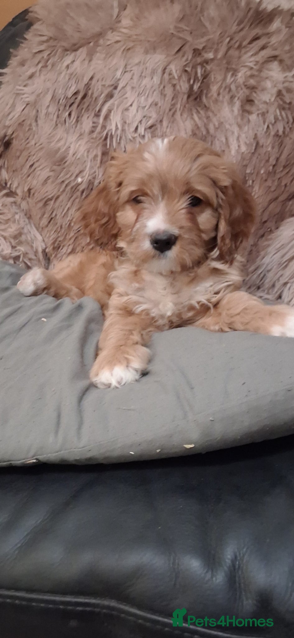 Cavapoo dogs F1 CAVAPOOS READY TO LEAVE. - Advert 2