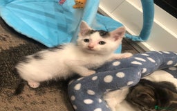 Mixed Breed cats for sale: Lovely kittens 8 weeks old  - Image 3
