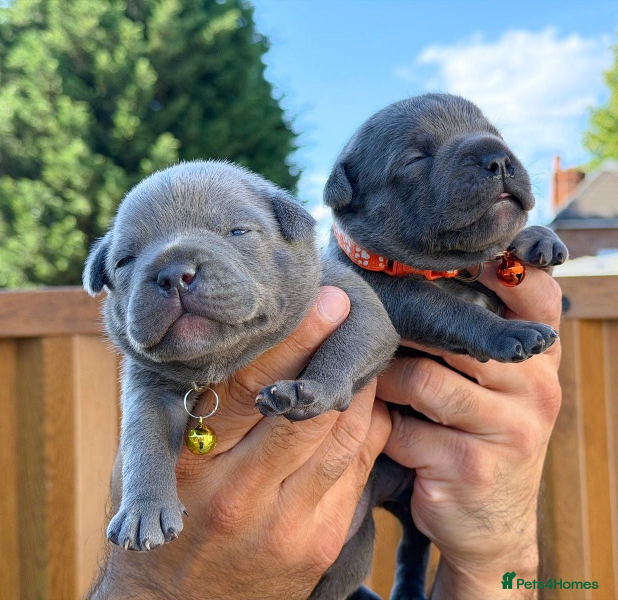 Staffordshire Bull Terrier dogs SOLID BLUE TEDDY BEARS STAFFS 🧸  - Advert 2
