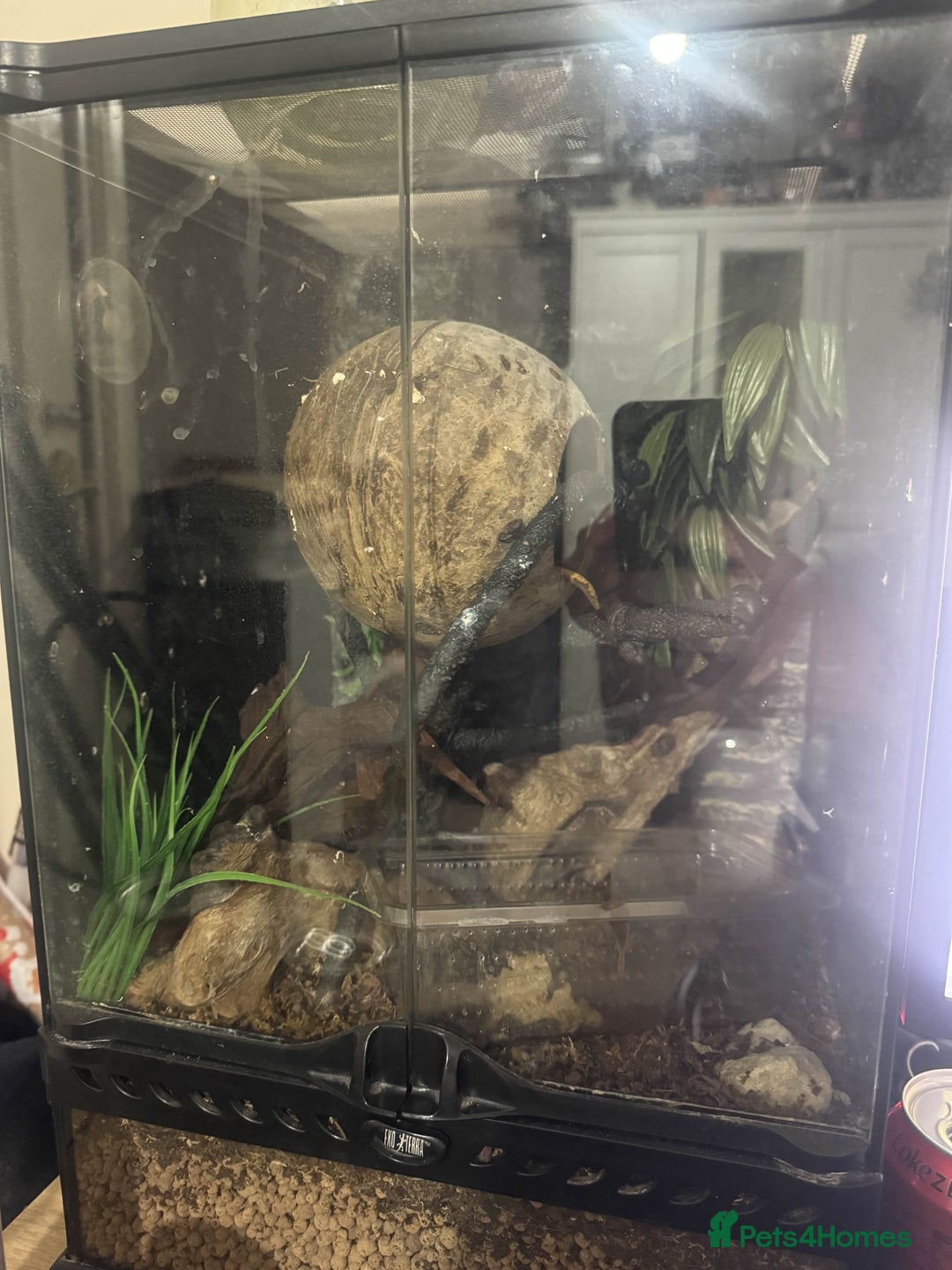 Gecko reptiles for sale: 2 Crested Geckos - Advert 2