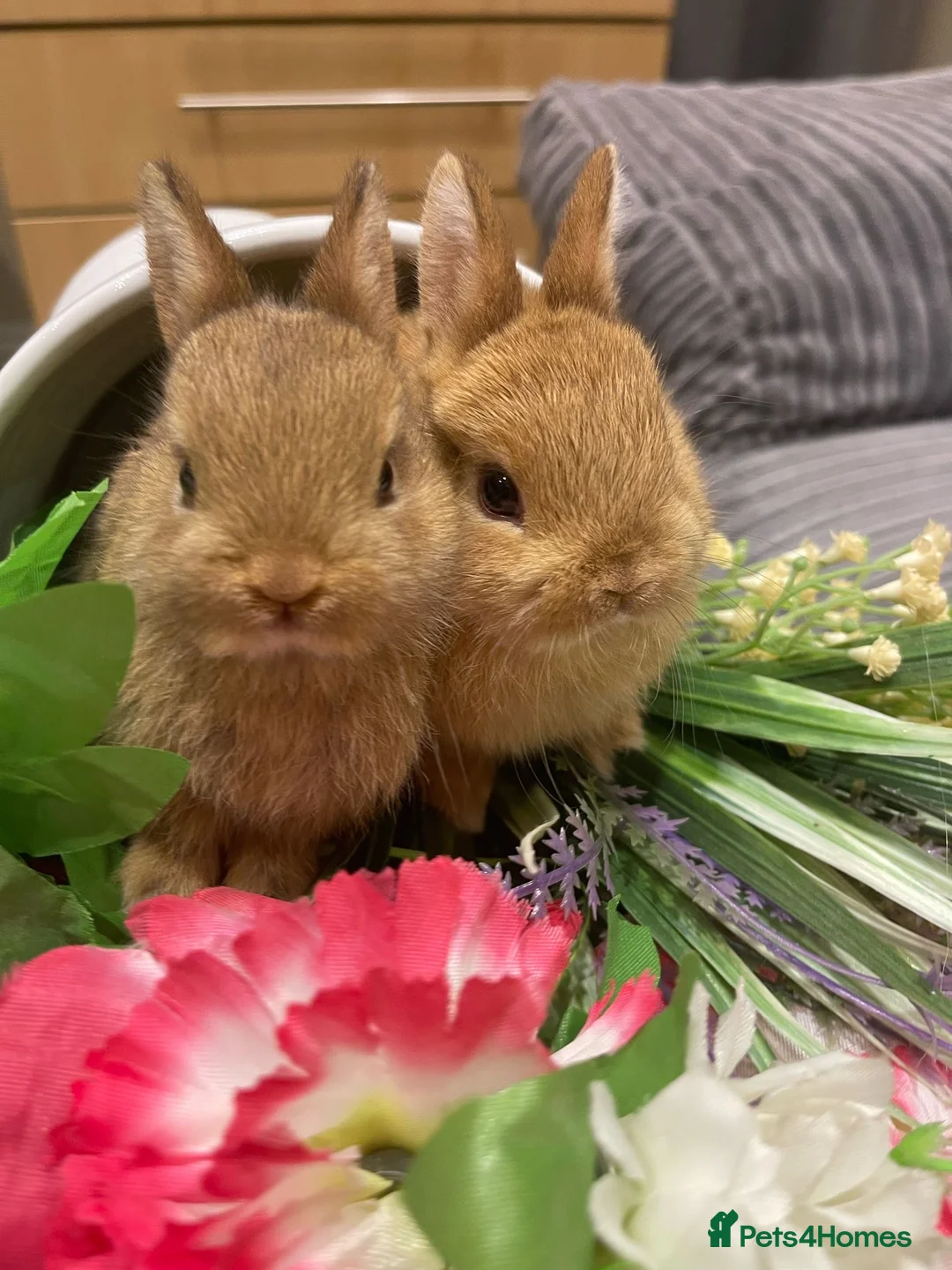 Netherland Dwarf rabbits for sale: Bunnies  in London - Advert 6