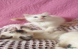 Ragdoll cats for sale: 💗Beautiful GCCF Registered Ragdoll Kittens. - Image 21