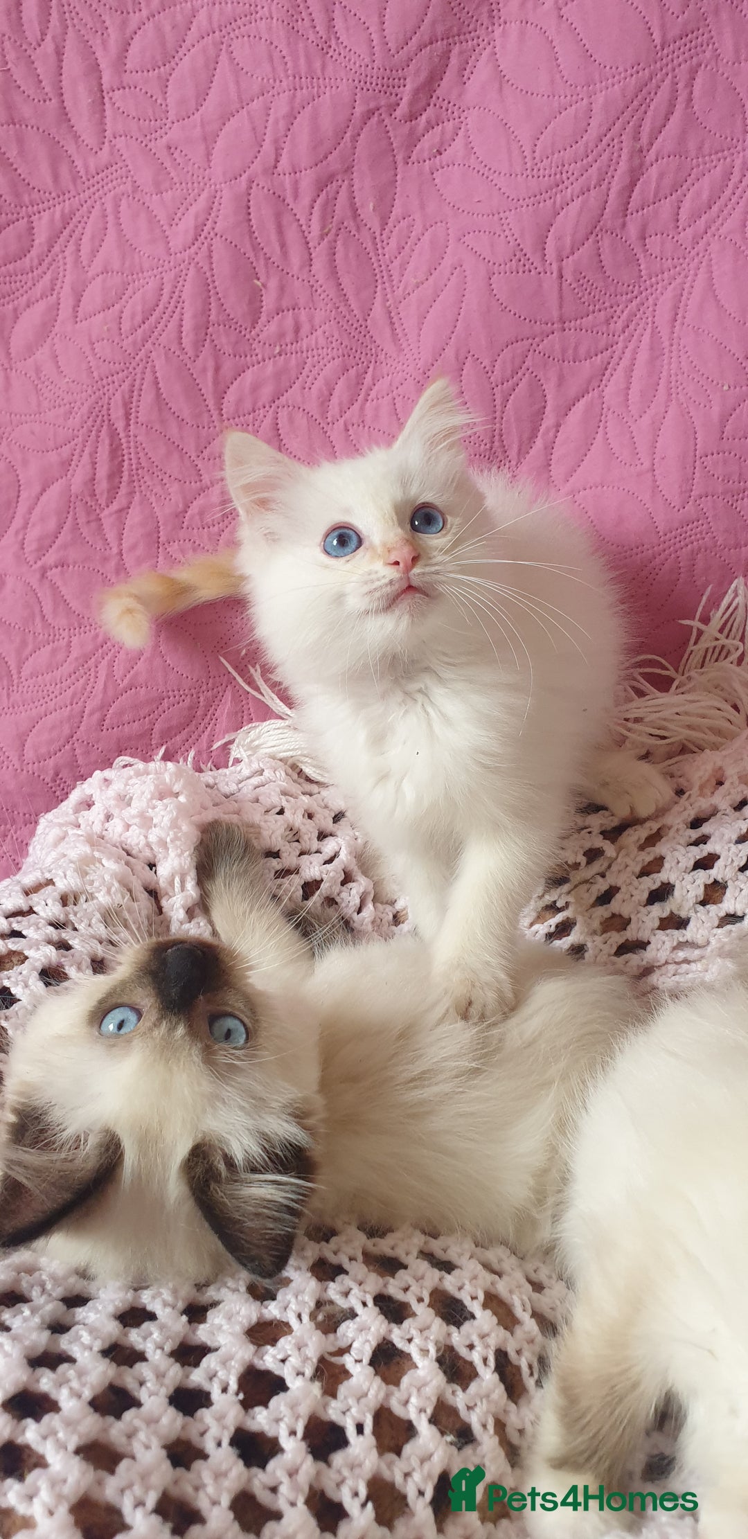 Ragdoll cats for sale: 💗Beautiful GCCF Registered Ragdoll Kittens. - Image 21