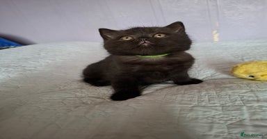 British Shorthair cats - Advert 12