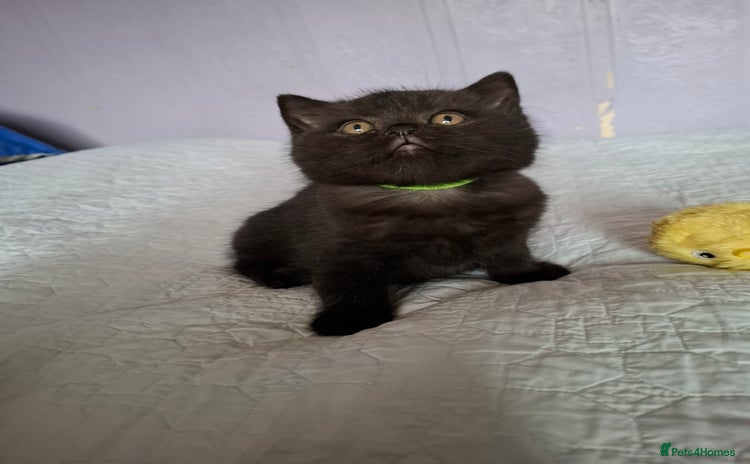 British Shorthair cats - Advert 8