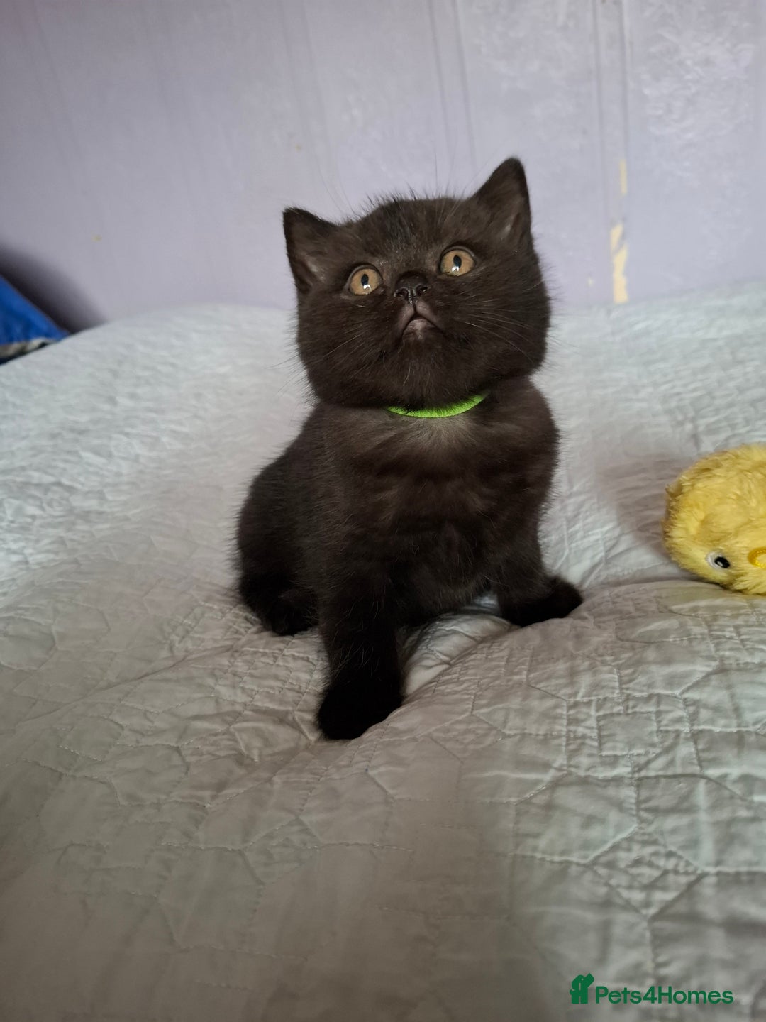 British Shorthair cats for sale: 5 British Shorthair Kittens For Sale - Image 1