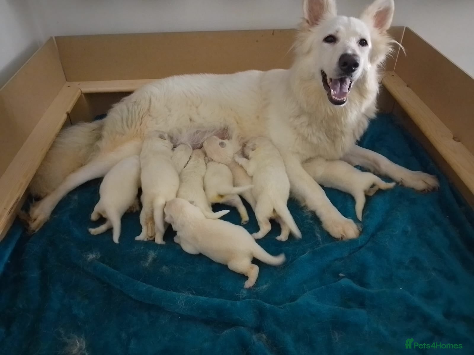 German Shepherd dogs Straight back White German Shepherd pups for sale - Advert 1
