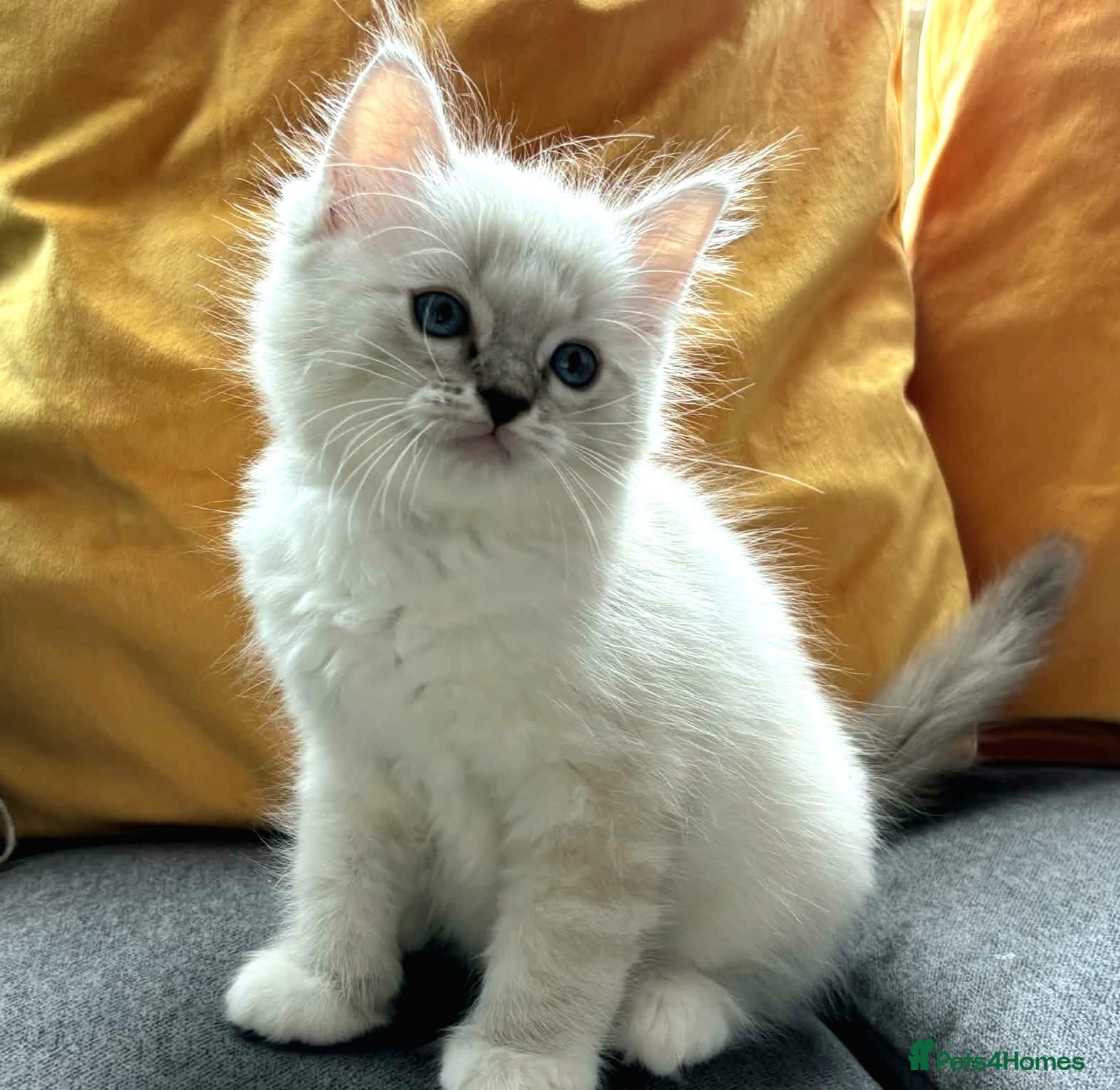 Ragdoll cats Gorgeous affectionate blue mitted Ragdoll boys - Advert 18
