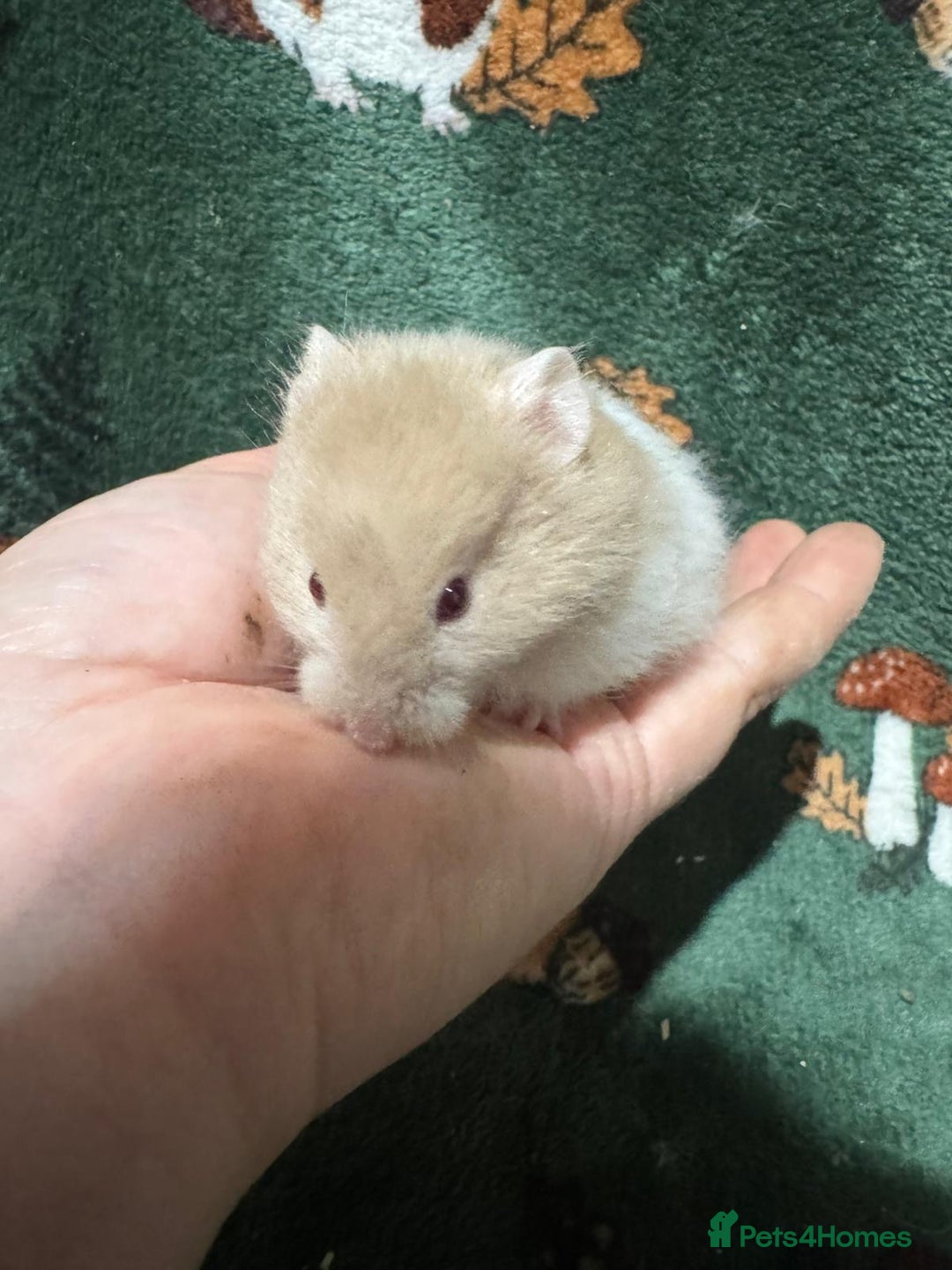 Hamster rodents for sale: Super Friendly Baby Syrian - Image 7