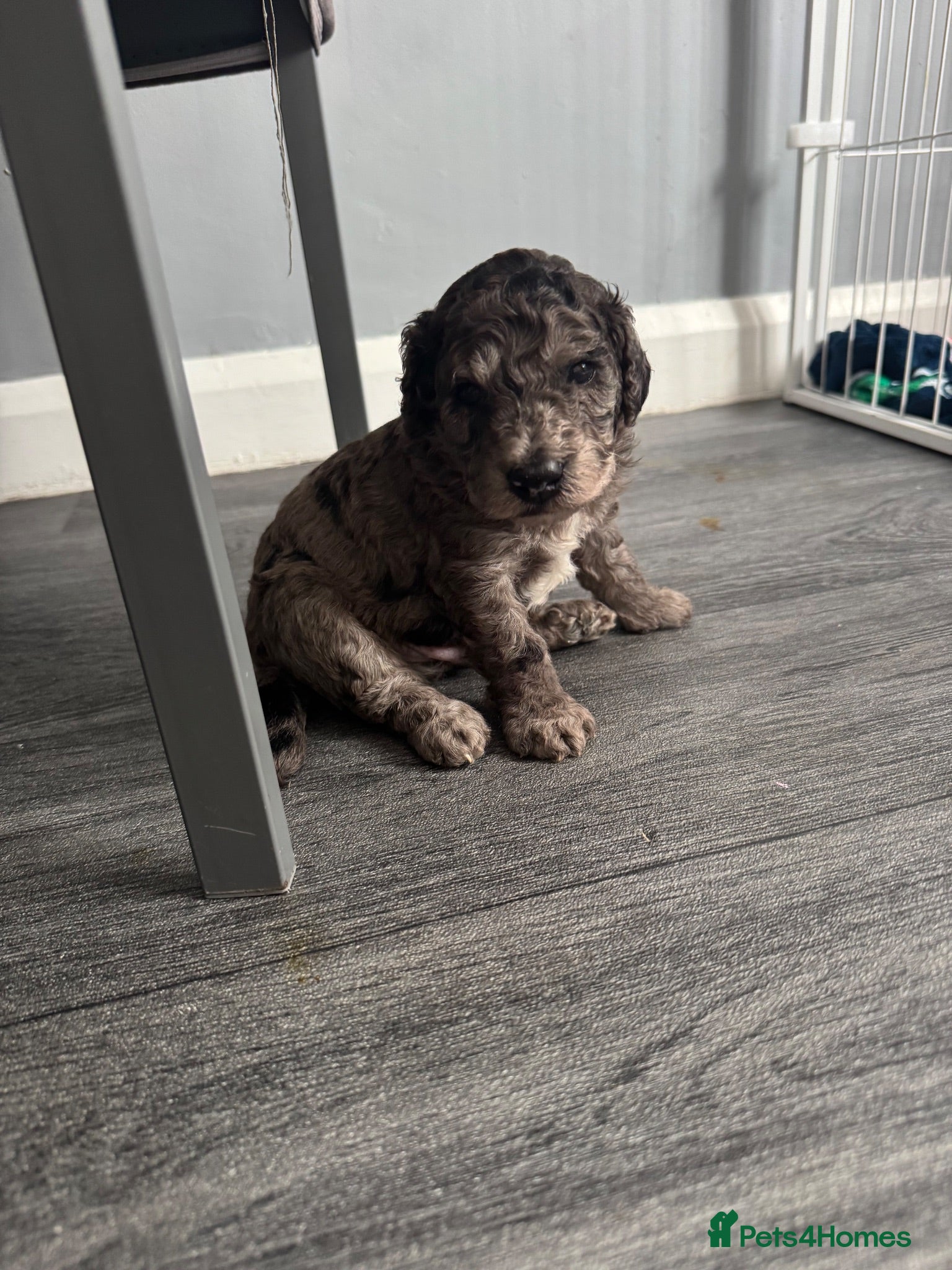 Cockapoo dogs Gorgeous Merle Cockapoo Puppies FB1 - Advert 3