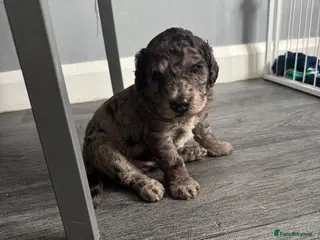 Cockapoo dogs Gorgeous Merle Cockapoo Puppies FB1 - Advert 3