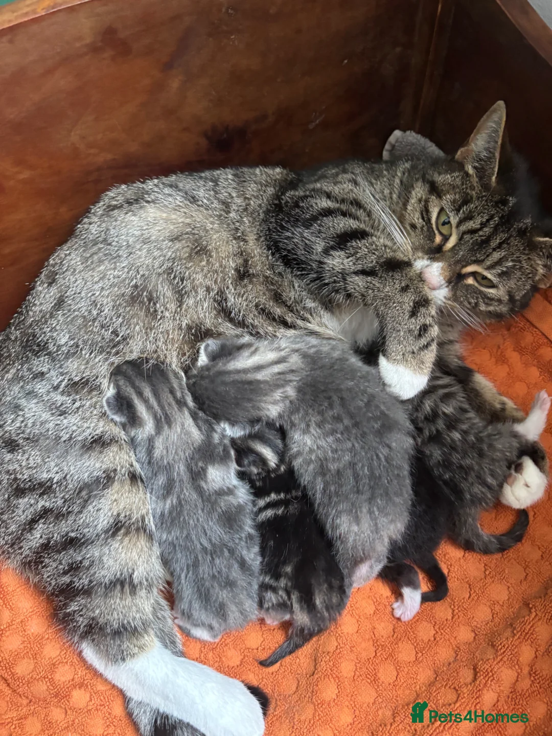 Mixed Breed cats for sale: 5 mixed breed kittens - Advert 1