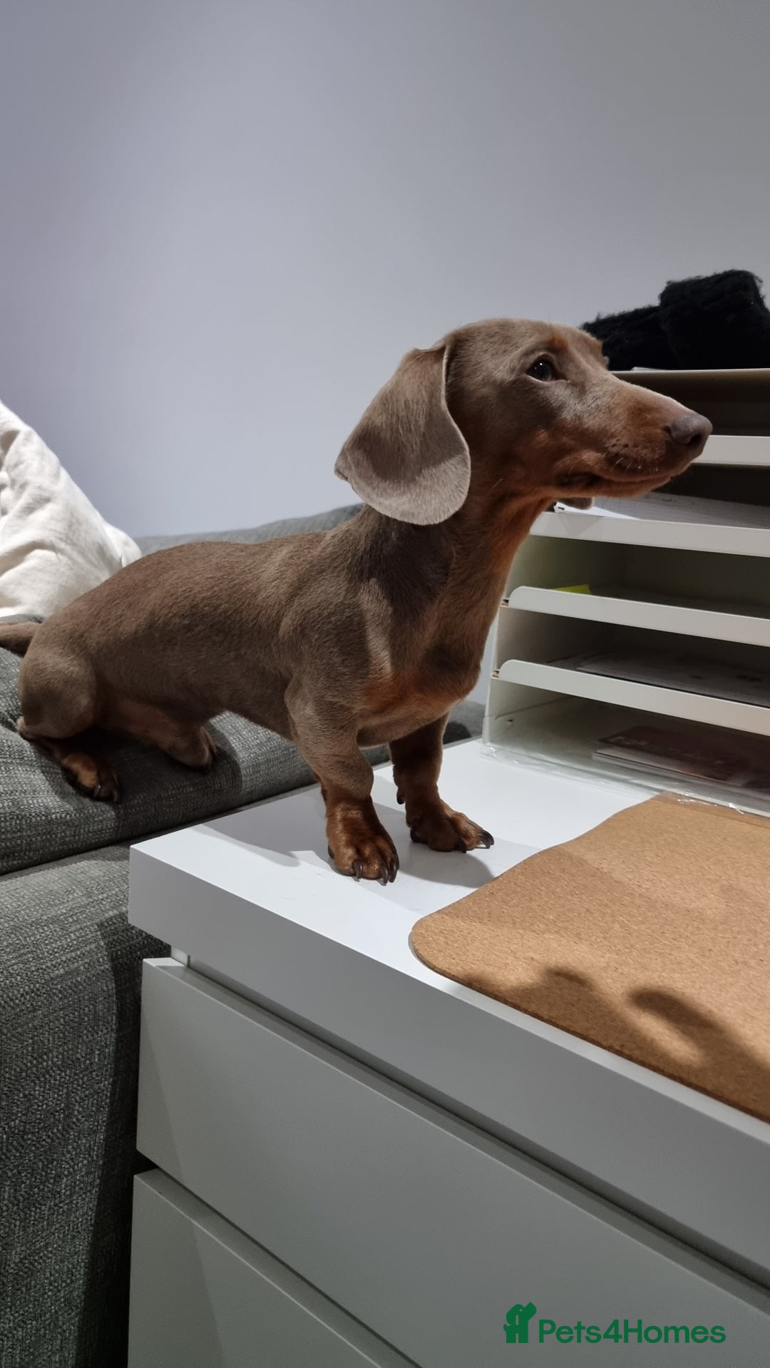 Miniature Dachshund dogs for stud: Rolex⌚️👑 - Advert 3