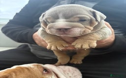 English Bulldog dogs for sale: English bulldog puppies  - Advert 8