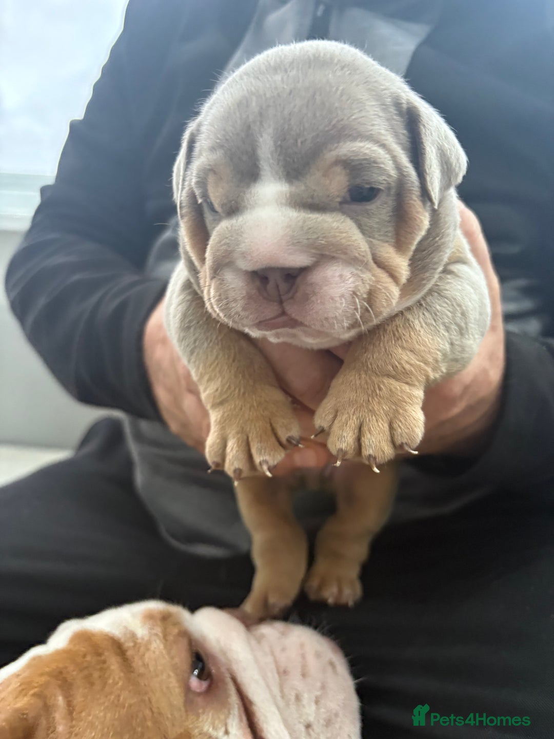 English Bulldog dogs for sale: English bulldog puppies  - Advert 8