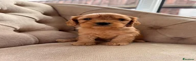 Cockapoo 4