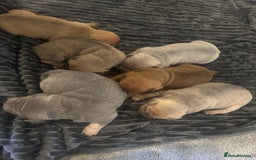 Mixed Breed dogs for sale: French bulldog X English bulldog  - Image 15