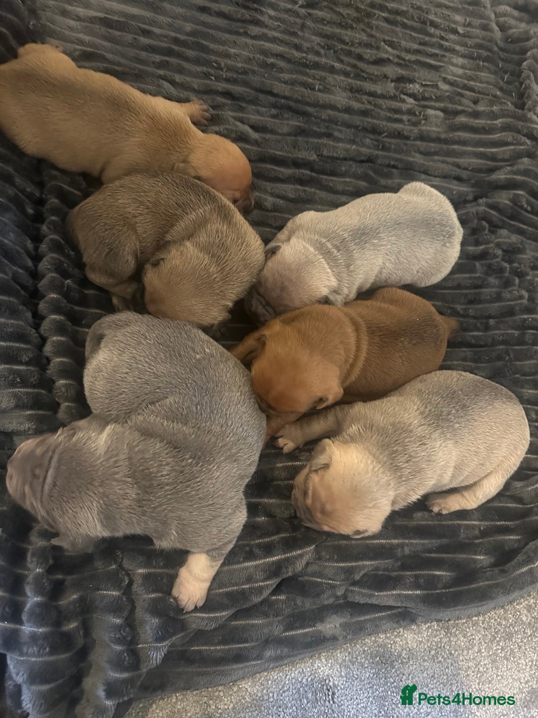 Mixed Breed dogs for sale: French bulldog X English bulldog  - Image 15