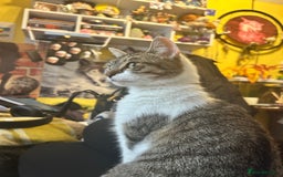 Domestic Shorthair cats for sale: Tinks  - Image 3