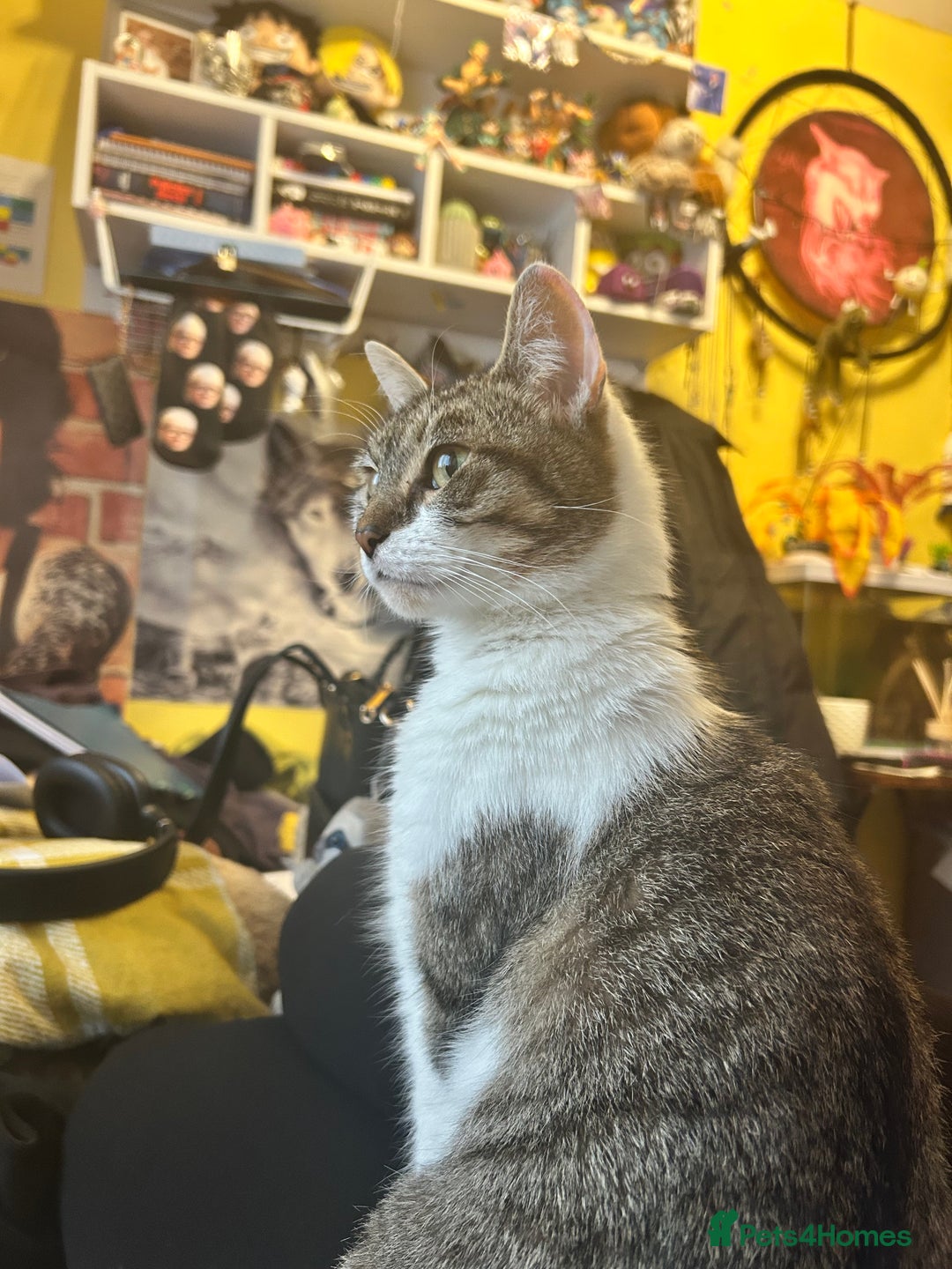 Domestic Shorthair cats for sale: Tinks  - Image 3
