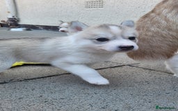 Siberian Husky dogs for sale: Best Quality Siberian Husky Puppies in Scotland - Image 27
