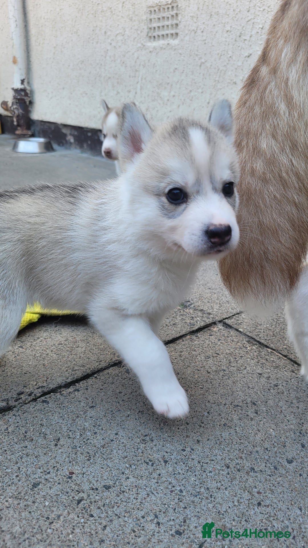 Siberian Husky dogs for sale: Best Quality Siberian Husky Puppies in Scotland - Image 27