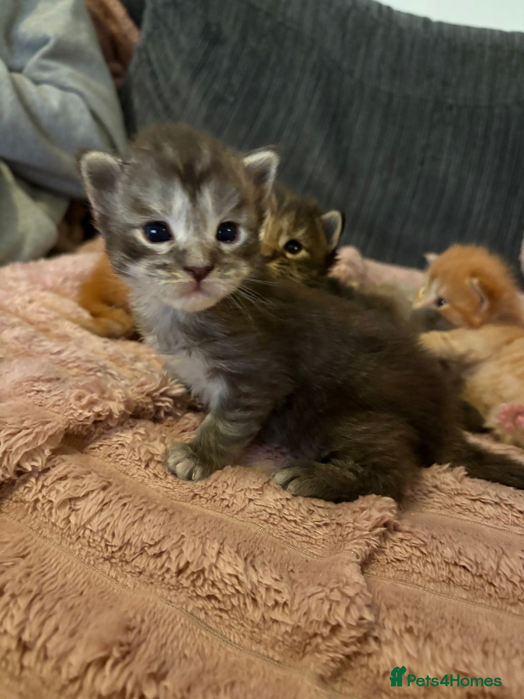 Maine Coon cats for sale: TICA registered Maine coon kittens rare red girl  - Advert 12