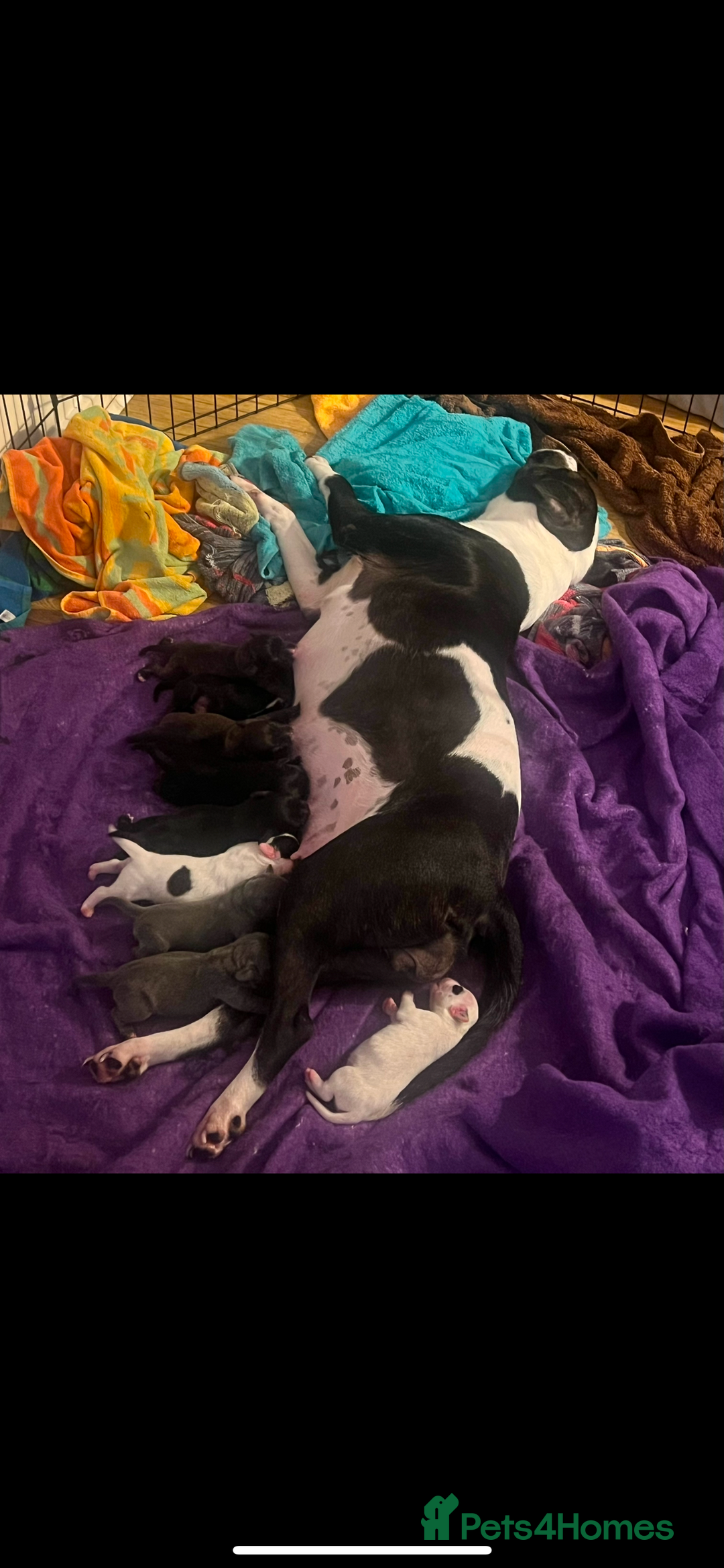 Mixed Breed dogs for sale: 🏡 Staff x American Bulldog Puppies  - Image 10