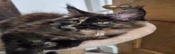 Maine Coon cats for sale: !!LAST TICA REGISTERED MAINE COON!! - Advert 8