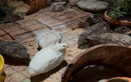 Quail poultry for sale: Celedon Carrier quail   - Image 2