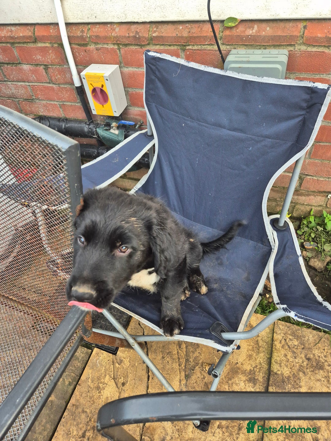 Border Collie dogs for sale: 🏡 Smart, Sweet Border/hunterway x Pup Await You!" - Advert 18